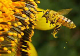 زنبورها به کمک مزارع گوجه‌فرنگی خدابنده می‌آیند