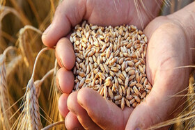 کشاورزان از بذور گواهی شده استفاده کنند