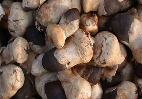 خوددرمانی در مسمومیت ناشی از خوردن قارچ‌های سمی ممنوع است