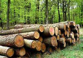 فراخوان خرید نهال برای اجرای طرح‌های توسعه زراعت چوب