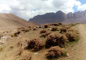 گون‌ها حافظان مراتع زنجان هستند