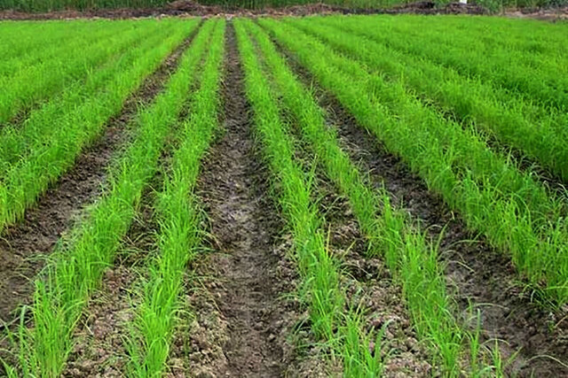 خشکه‌کاری ‌روش مناسبی برای صرفه‌جویی مصرف آب در برنج