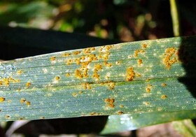 خطر زنگ گندم بیخ گوش کشاورزان زنجانی