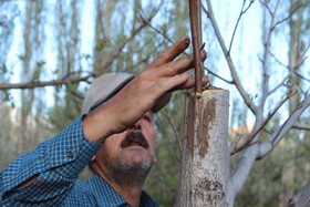 سرشاخه‌کاری؛ بهترین راه مقابله با سرمازدگی درختان گردو در خرم‌دره