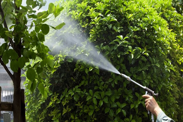 آغاز عملیات سمپاشی درختان شهر همدان از فردا آغاز عملیات سمپاشی درختان شهر همدان از فردا