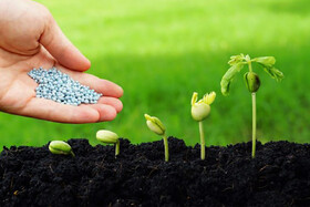 توزیع کود اوره بین کشاورزان زنجانی