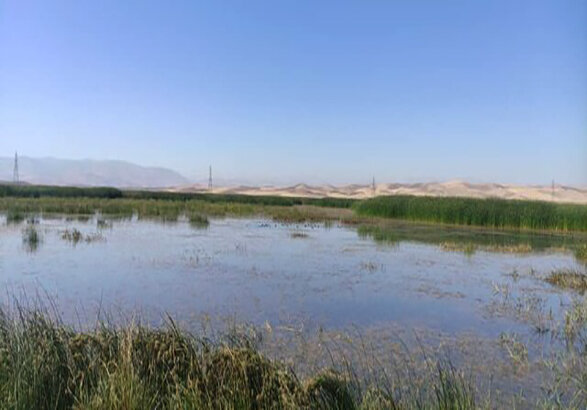نیاز آبی و جریانهای زیستمحیطی در تالابها - ایسنا