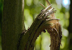 سقوط از درخت؛ خطر برداشت زیتون برای طارمی‌ها