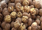 پیش‌بینی برداشت ۴۰۰۰ تن گردو در سهرورد