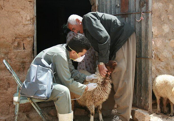 واکسیناسیون رایگان ۹۰۰ هزار راس دام عشایری در لرستان