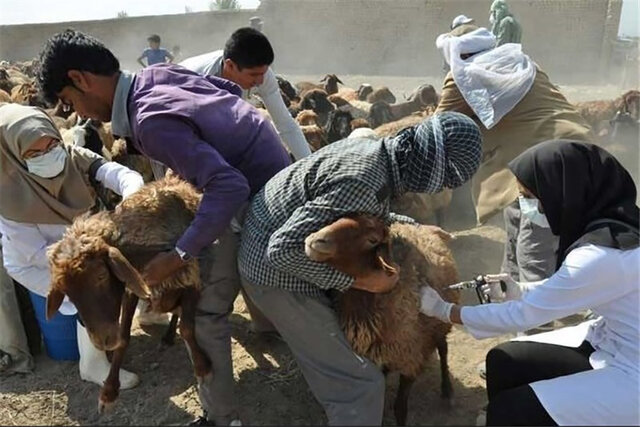 افزایش بیش از ۳۰ درصدی واکسیناسیون دام‌ در استان زنجان