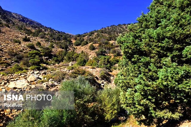آلودگی ۲۵۰ هکتار از جنگلهای اُرس زنجان به انگل اُرسواش آلودگی ۲۵۰ هکتار از جنگلهای اُرس زنجان به انگل اُرسواش