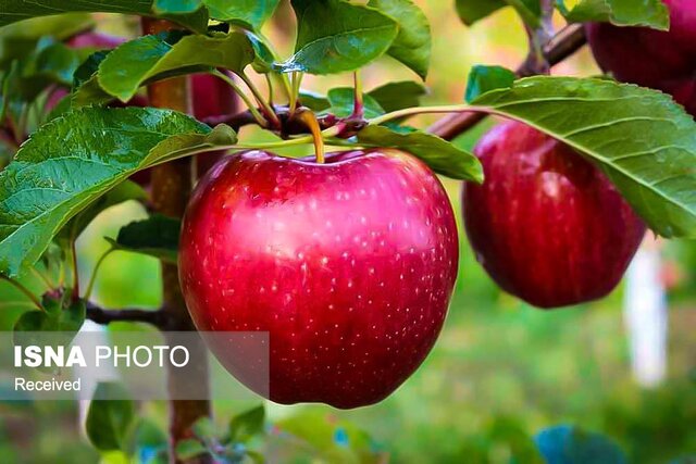 خوردن هر روز یک سیب، شاهکلید سلامتی