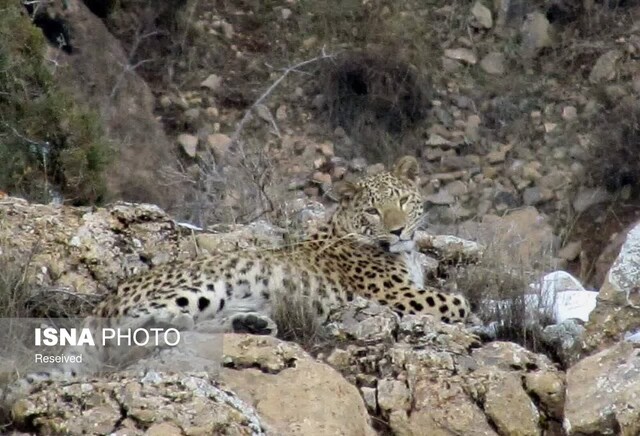 گونه پلنگ زنجان مشاهده پلنگ در شهرستان طارم