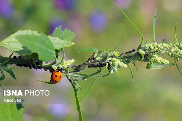 تصویر تزئینی است کشاورزان بیماریهای تابستانه محصولات را بشناسند