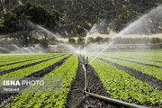 ۶۸ هزار هکتار از اراضی کشاورزی زنجان به سامانه‌های نوین آبیاری مجهز شد