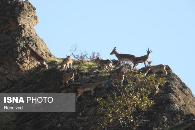 مدیرکل حفاظت محیط‌زیست استان زنجان: منطقه شکار ممنوع خرمنه‌سر نقشی محوری در پایداری حیات‌وحش دارند