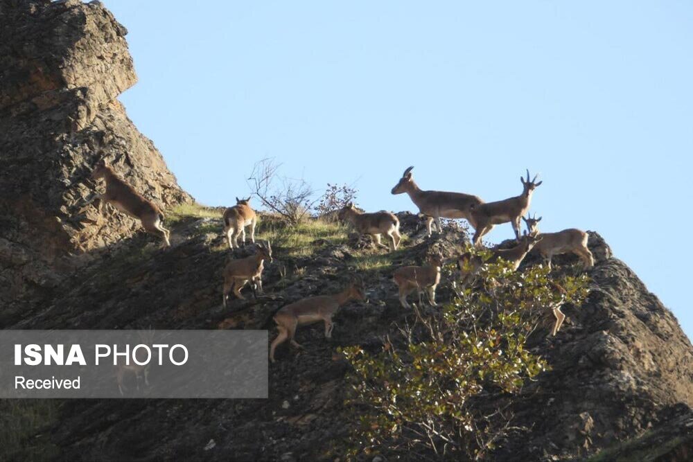 مدیرکل حفاظت محیط‌زیست استان زنجان: منطقه شکار ممنوع خرمنه‌سر نقشی محوری در پایداری حیات‌وحش دارند