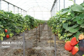 سرپرست مدیریت باغبانی سازمان جهاد کشاورزی استان: زنجان توانایی تبدیل‌ شدن به قطب تولید محصولات گلخانه‌ای را دارد