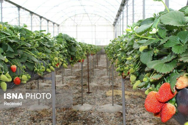 عکس تزئینی است سرپرست مدیریت باغبانی سازمان جهاد کشاورزی استان: زنجان توانایی تبدیل شدن به قطب تولید محصولات گلخانهای را دارد