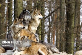 کاهش طعمه‌های طبیعی از عوامل اصلی نزدیک شدن گرگ‌ها به سکونتگاه‌های انسانی 