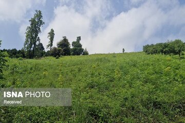 زنجان، استان پیشرو در رفع کامل تداخلات اراضی کشاورزی