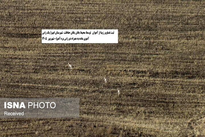 ثبت تصاویر یک خانواده آهو در شهرستان ابهر