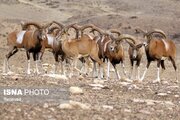 مشاهده و ثبت میش ارمنی در پناهگاه حیات‌وحش انگوران