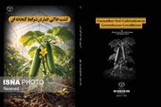 مدیریت هم‌زمان آب، خاک، تغذیه و اقلیم، کلید موفقیت کشت خیار گلخانه‌ای است