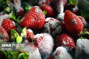 کارشناس بهداشت محیط: رطوبت و کپک منازل را جدی بگیرید